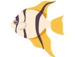 fish 8